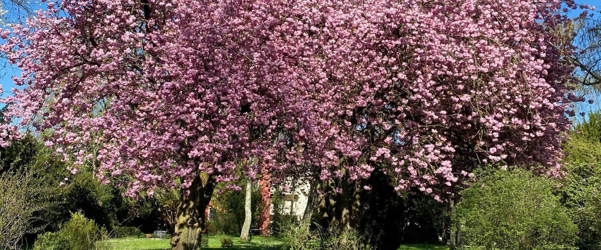 Spring Blossom